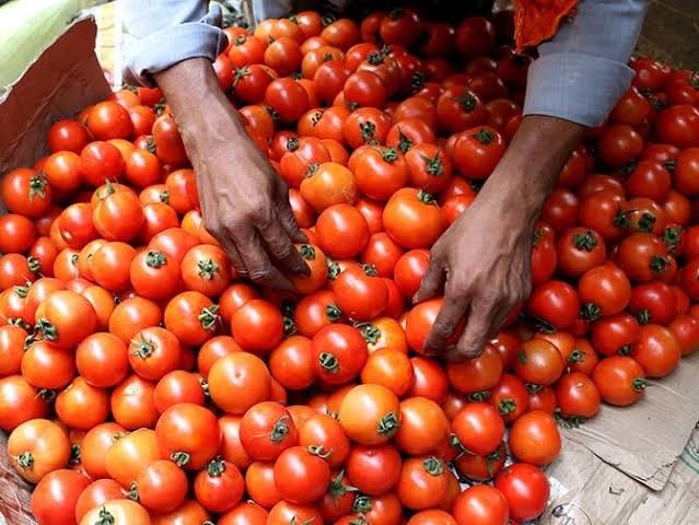 Ghaziabad Tomato News: 100 ग्राम टमाटर के बीजों से मालामाल होने का तरीका, सबसे उन्नत अर्का टमाटर बना देंगे आपको धनपति