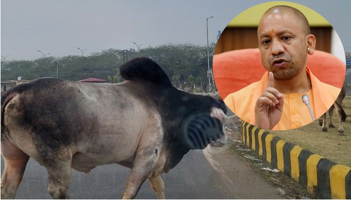 Noida News : UP के CM योगी ने कर दी है बड़ी पहल, सड़कों पर नज़र नहीं आएंगे सांड