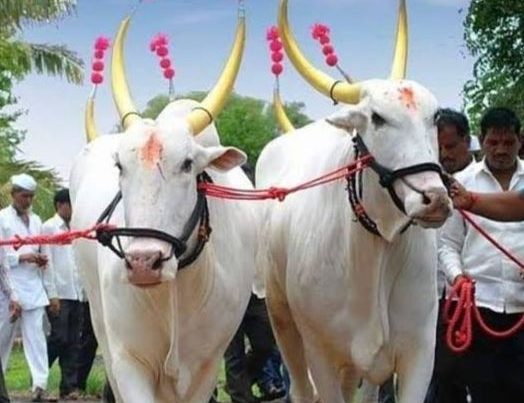 Bail Pola Festival 2023: लोक परंपराओं का प्रमुख त्यौहार ‘बैल पोला’, जानें क्यों है इतना खास 