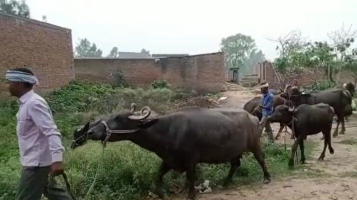 जबरा मारै रोवै न दे.. मवेशियों के खेत में घुसने की शिकायत का बुरा अंजाम