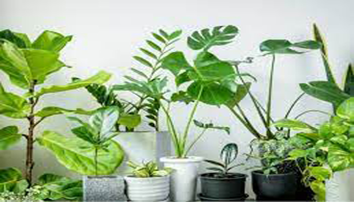 5 Best Plants For Home Vastu