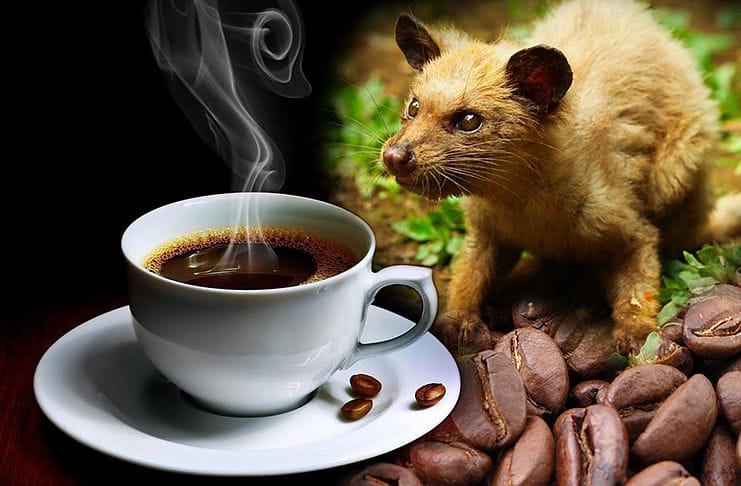 बिल्ली के मल से तैयार दुनिया की सबसे महंगी कॉफी, इतनी खास कि लोग कुछ भी कीमत देने को तैयार