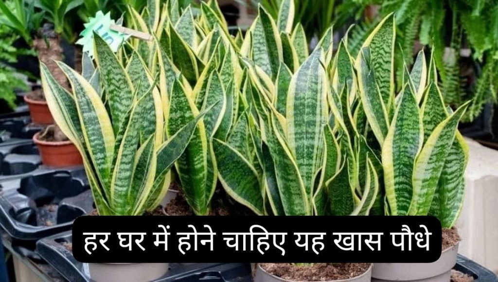 5 Miracle Plants