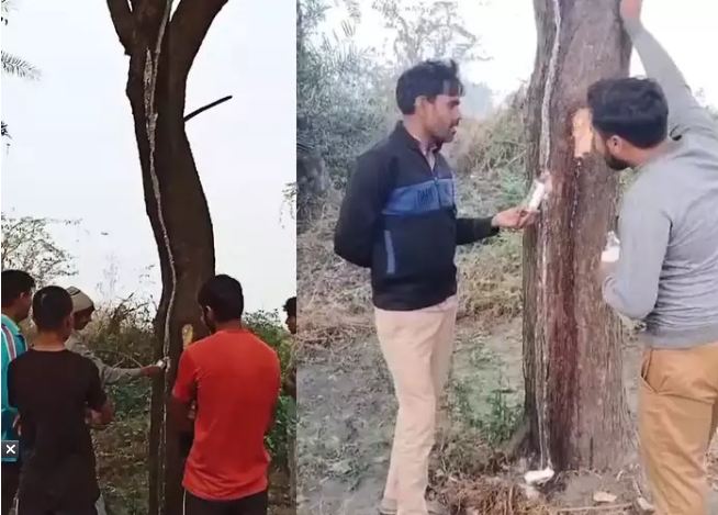 ग्रेटर नोएडा में नीम का पेड़ उगल रहा दूध, पूजा पाठ करने में जुटे हैं लोग