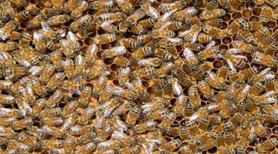 किसानों के लिए बड़ी खबर: मधुमक्खी पालन के लिए सरकार दे रही 90% तक सब्सिडी