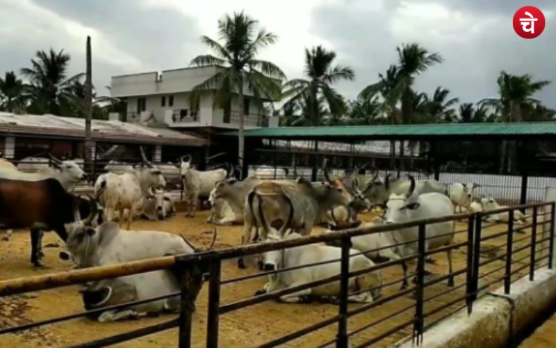 महिला किसान ने 5 गायों से की शुरुआत, आज डेयरी फार्म से कर रही लाखों की कमाई