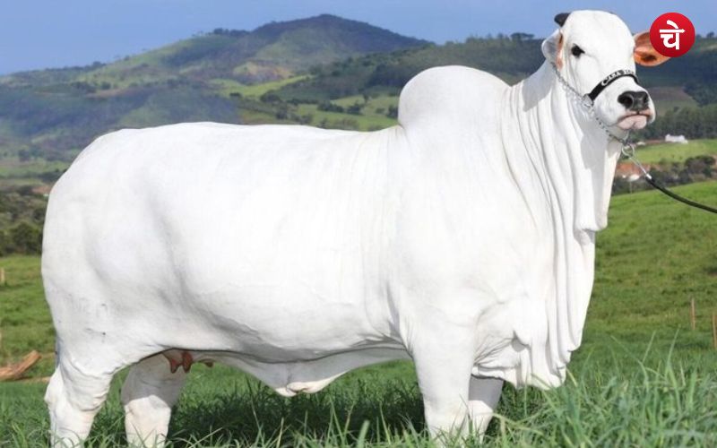 बड़ी खबर: 40 करोड़ रूपए में खरीदी गई भारतीय नस्ल की गाय, बनी सबसे महंगी गाय
