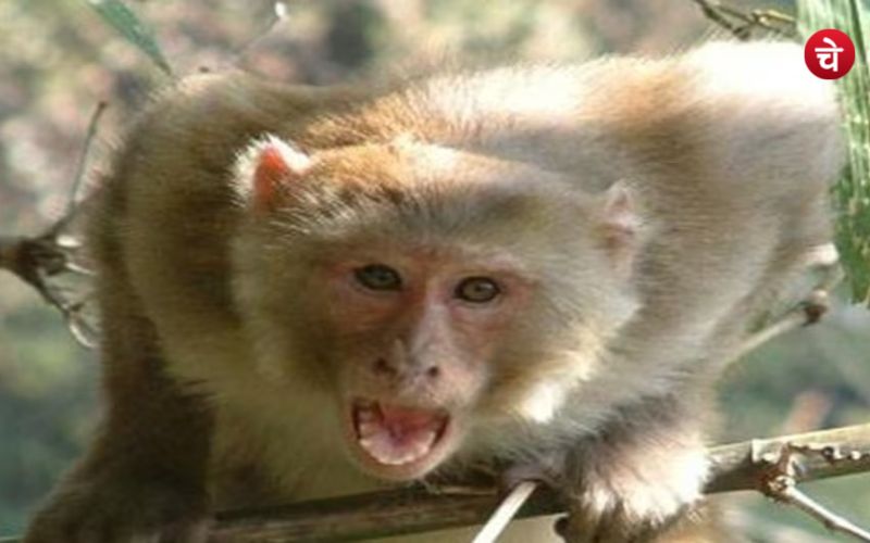 ग्रेटर नोएडा में अचानक बूथ से भागे वोटर, बंदरों की आई टोली